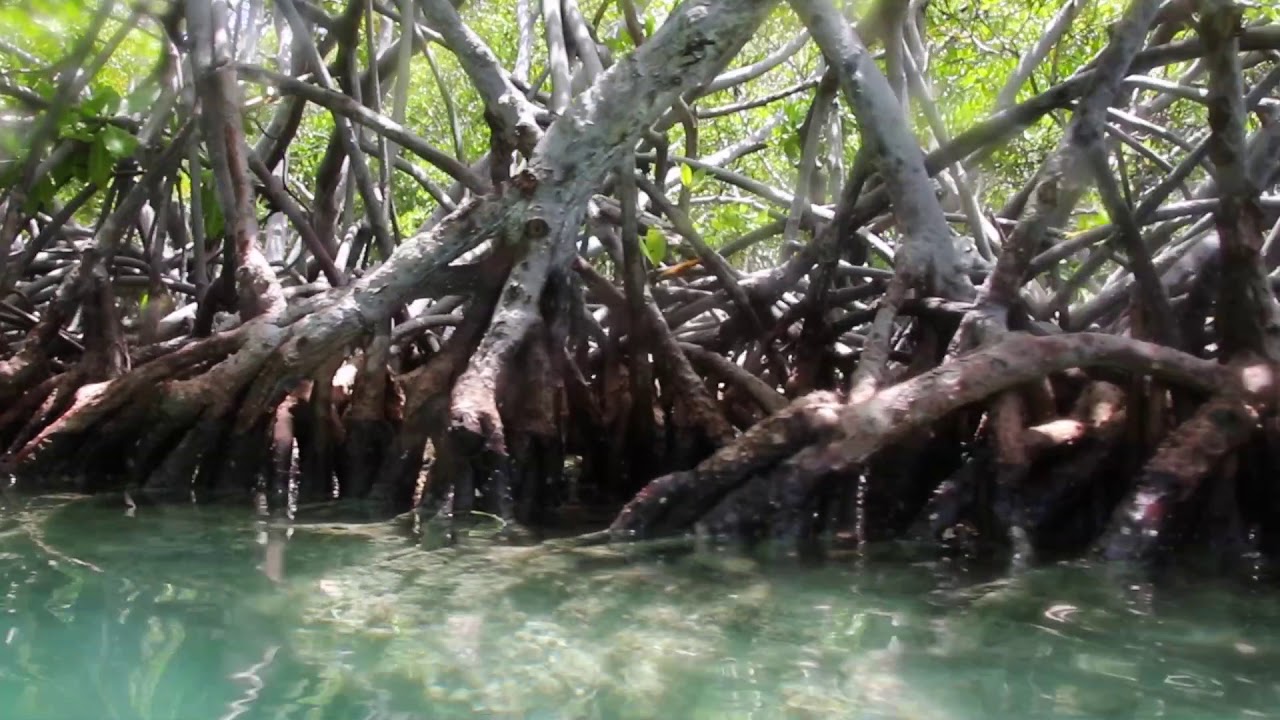 Los mangles de la Parguera, Un día en el paraíso.