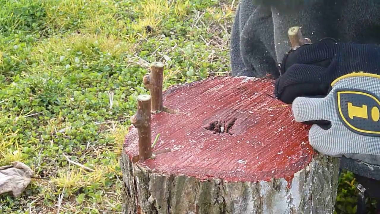 Kerf graft placement on kiwifruit stump.