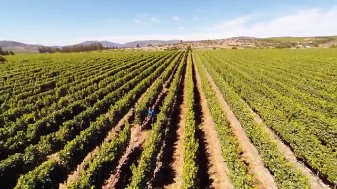 Leyda - Pinot Noir