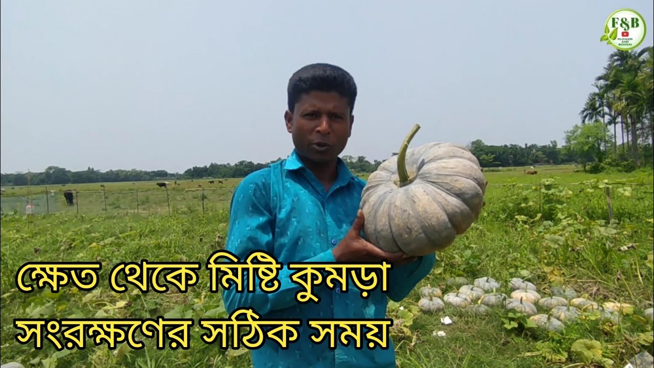 ক্ষেত থেকে মিষ্টি কুমড়া সংরক্ষণের সঠিক সময় ও নিয়ম।।