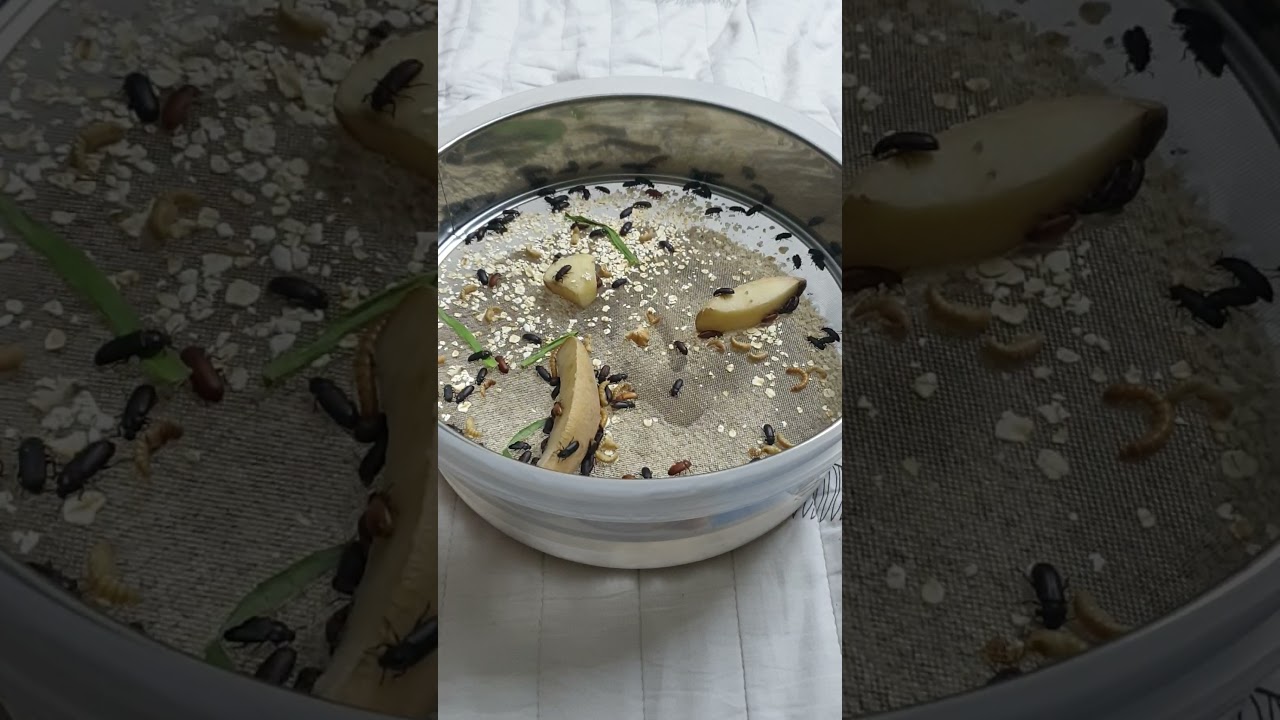 تربية الدود القبابي باحتراف ببساطه وصوت عالي  اعجاب نشر اشتراك00966500343477 maelworm