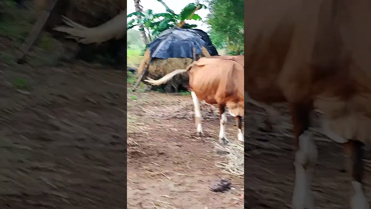 #agriculturelife #vivasaye #automobile #feelingsongstamil #tamil #vivasayee #tamilmusic #farming
