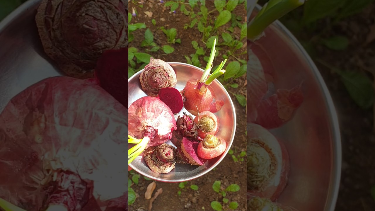 Don't buy greens, grow them from kitchen scrap 