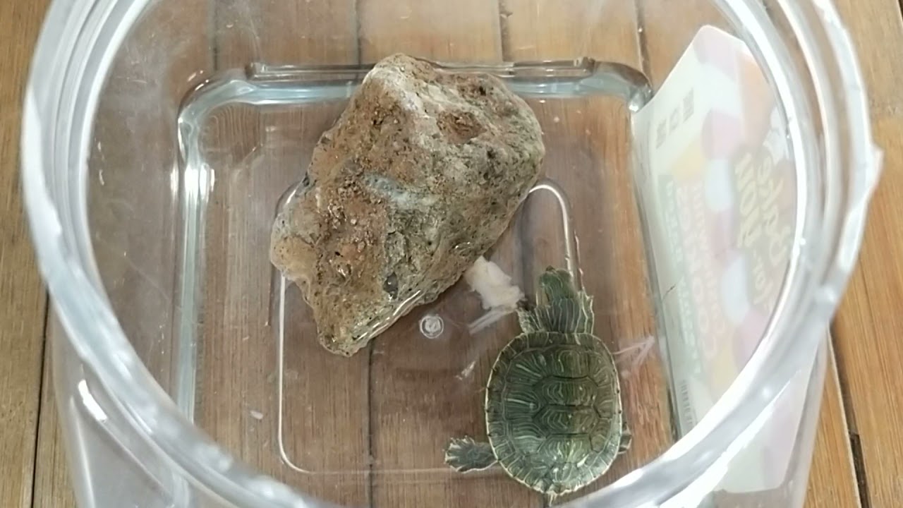 How to rear an awesome terrapin in Singapore?
