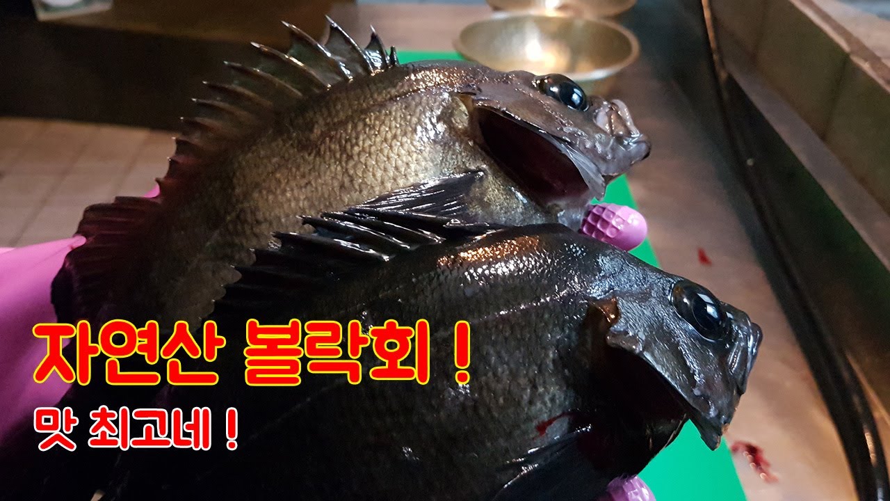 볼락회와 매운탕 최고네! 볼락 많이 드세요 !!