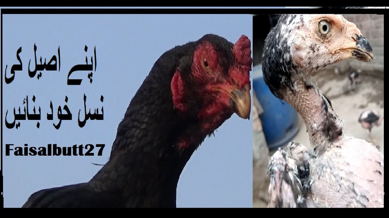 My Home Aseel Breed How I Made And Create your own original Rare Aseel Breed