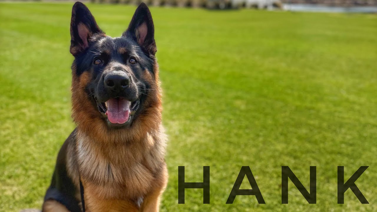 1.5yo German Shepherd (Hank) | 2 week Board & Train | Best Dog Trainers in Florida 