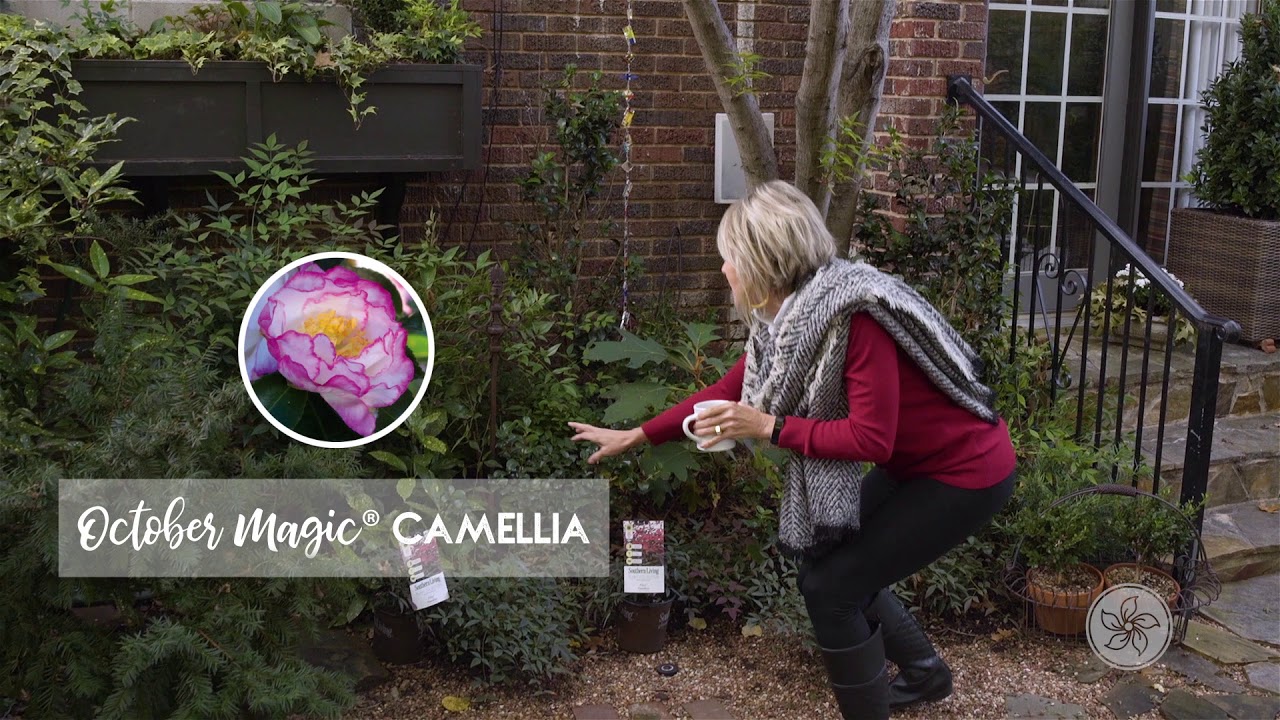 Foundation Plants for the Fall Garden: Update Tour with Linda Vater and Southern Living
