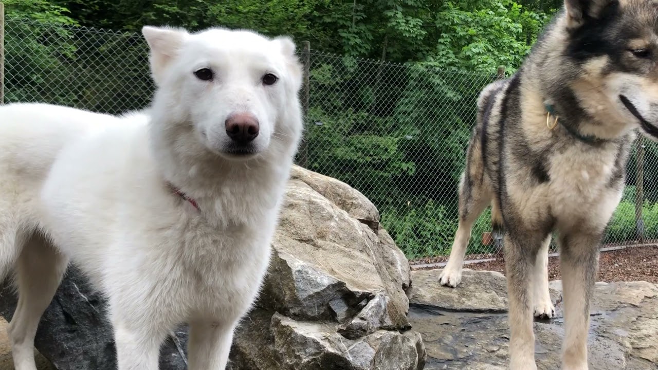 Husky-Traum