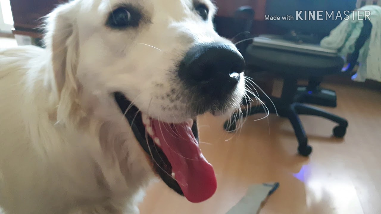 Cute Max Golden Retriever Yawn Compilation!😃