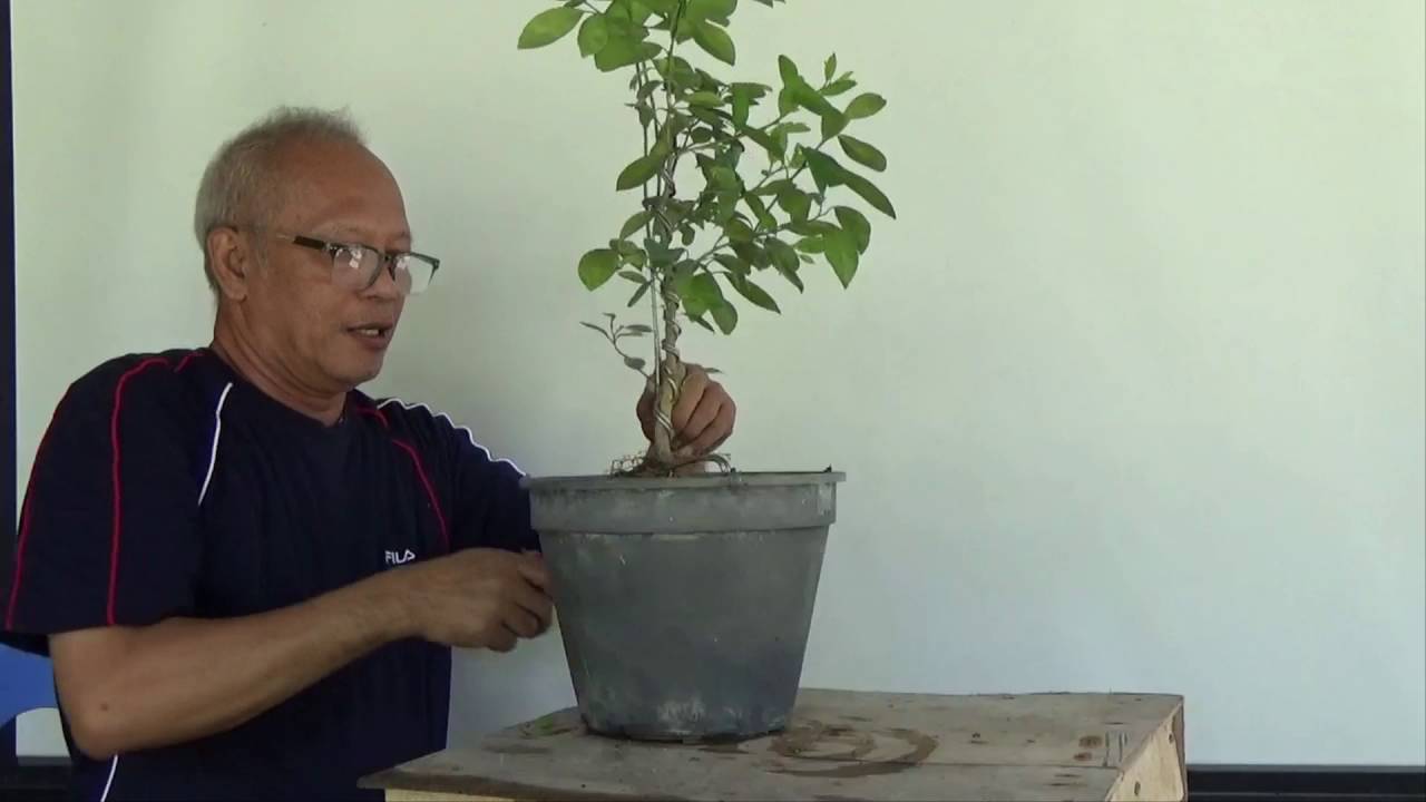 Bonsai Tutorials for Beginners: Wiring a Seedling Lemon