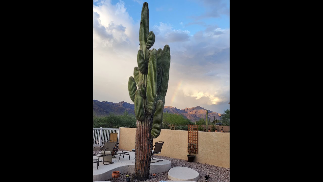 Cactus Face