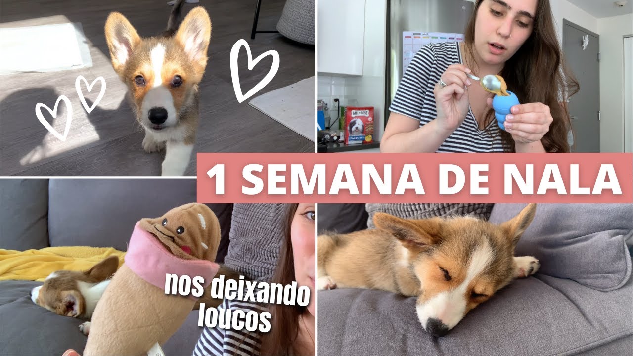 Nossa nova ROTINA com cachorro em casa | apaixonados e um pouco enlouquecidos 🐶