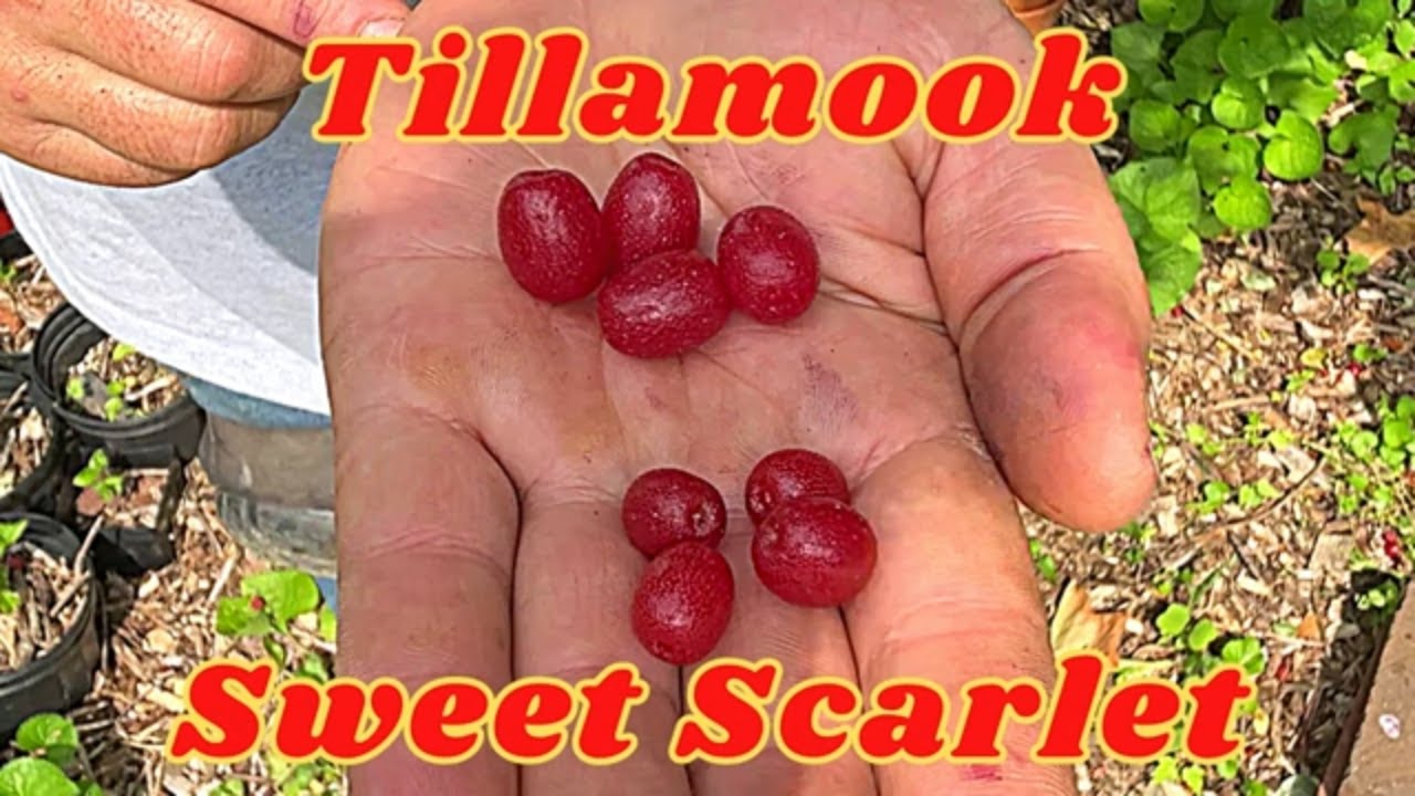Tillamook & Sweet Scarlet Goumi Berry — the PERFECT fruiting plant!