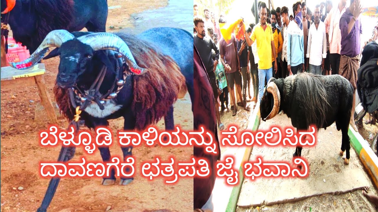 ಬೆಳ್ಳೂಡಿ ಕಾಳಿಯನ್ನು ಸೋಲಿಸಿದ ದಾವಣಗೆರೆ ಛತ್ರಪತಿ ಜೈ ಭವಾನಿ #ದಾವಣಗೆರೆ #davanagere  #davangere