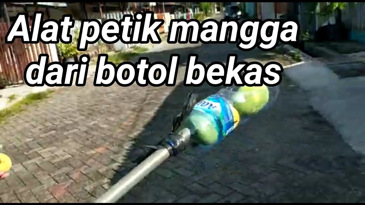 cara mudah buat alat petik mangga
