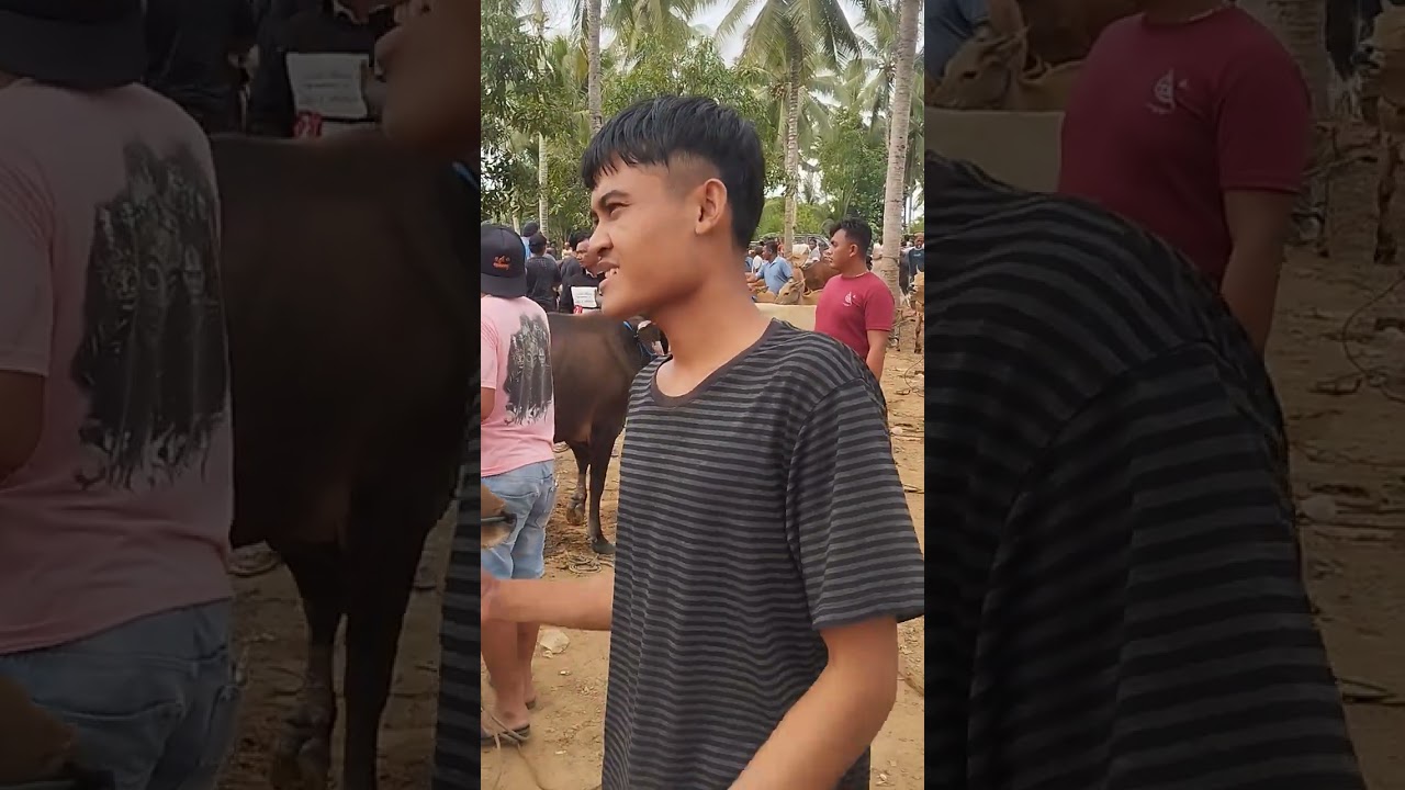 Harga sapi sekarang murah 