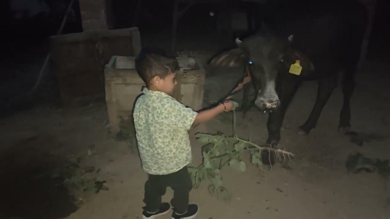 Laksh Want to feed Buya Bufellow baby - 19 June 2026