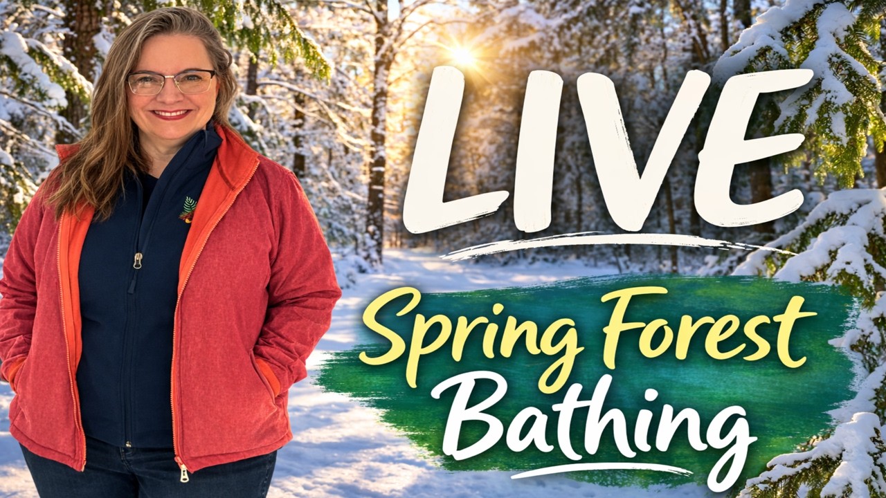 LIVE | Spring Forest Bathing Experience | Relaxing Nature Sounds & Ambient Music | with DG Videtto