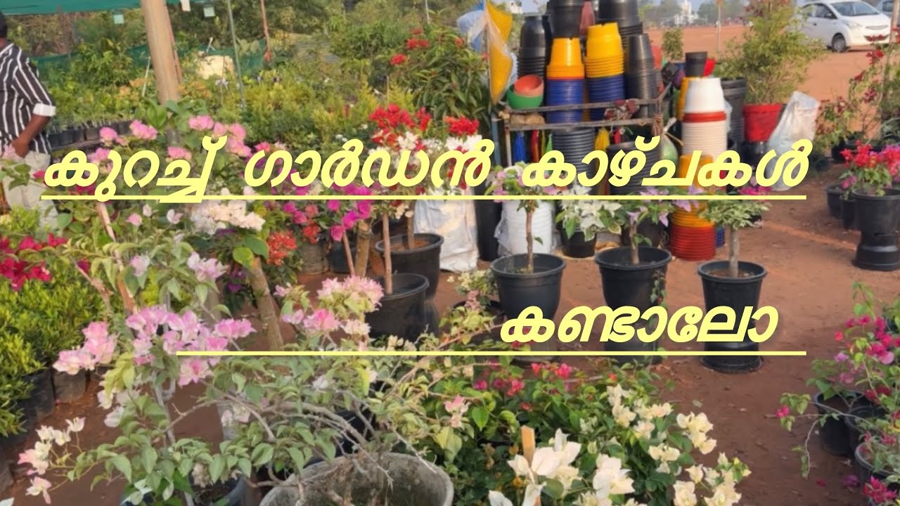 ചെടി കാഴ്ചകൾ 🥰#youtube #youtubevideo #explorepage 