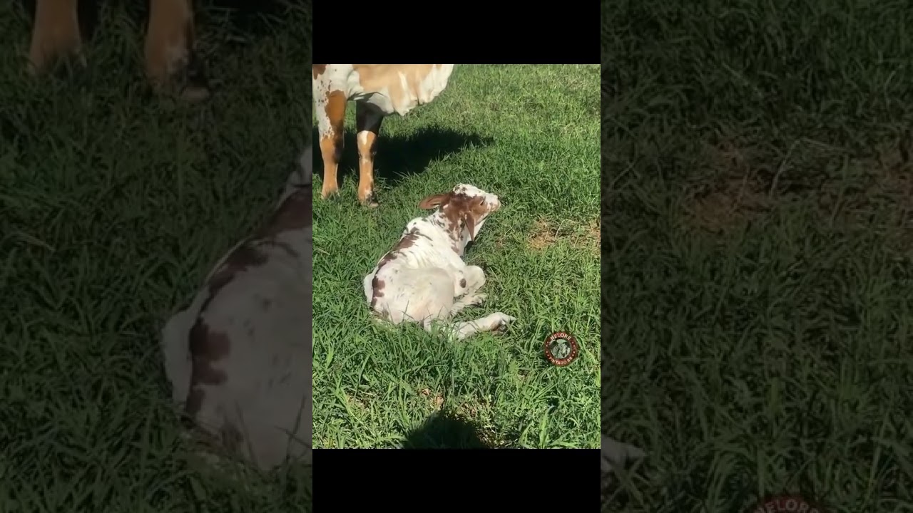 Nelor pentado Brazilian cattle breed new burn calf #youtube #bullriding #shorts #shortsvideo