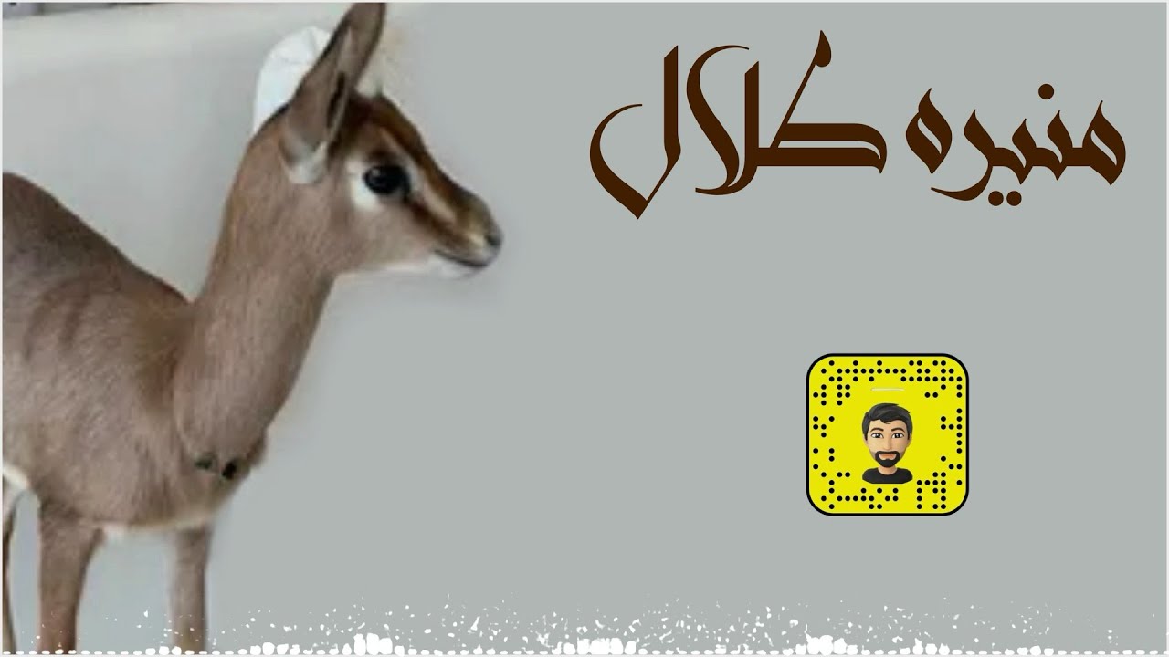 شيلة : منيره طلال - سعد محسن ( حصرياً ) 2025