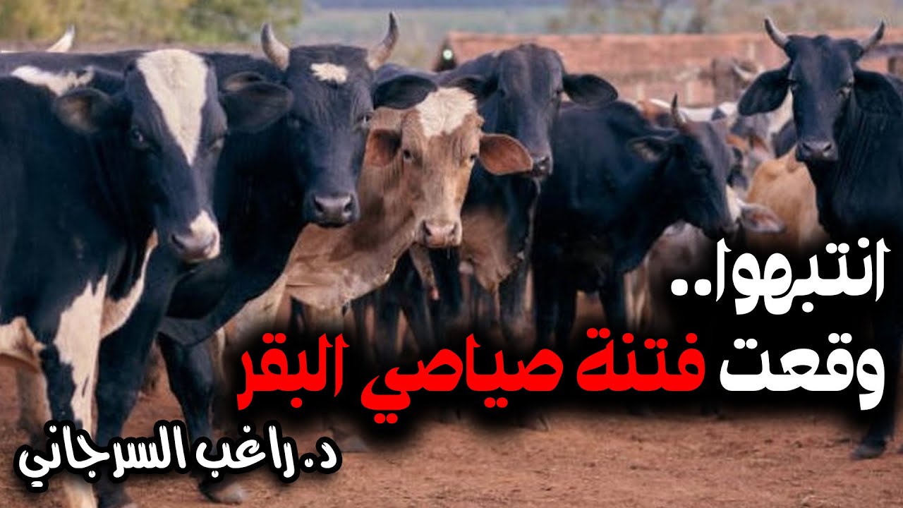 انتبهوا.. وقعت فتنة صياصي البقر