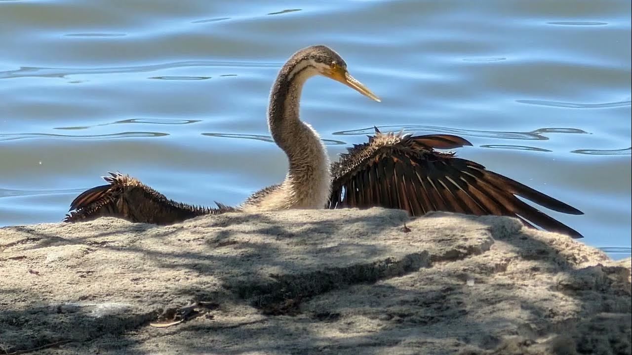 A walk along the Swan River to Perth Zoo.