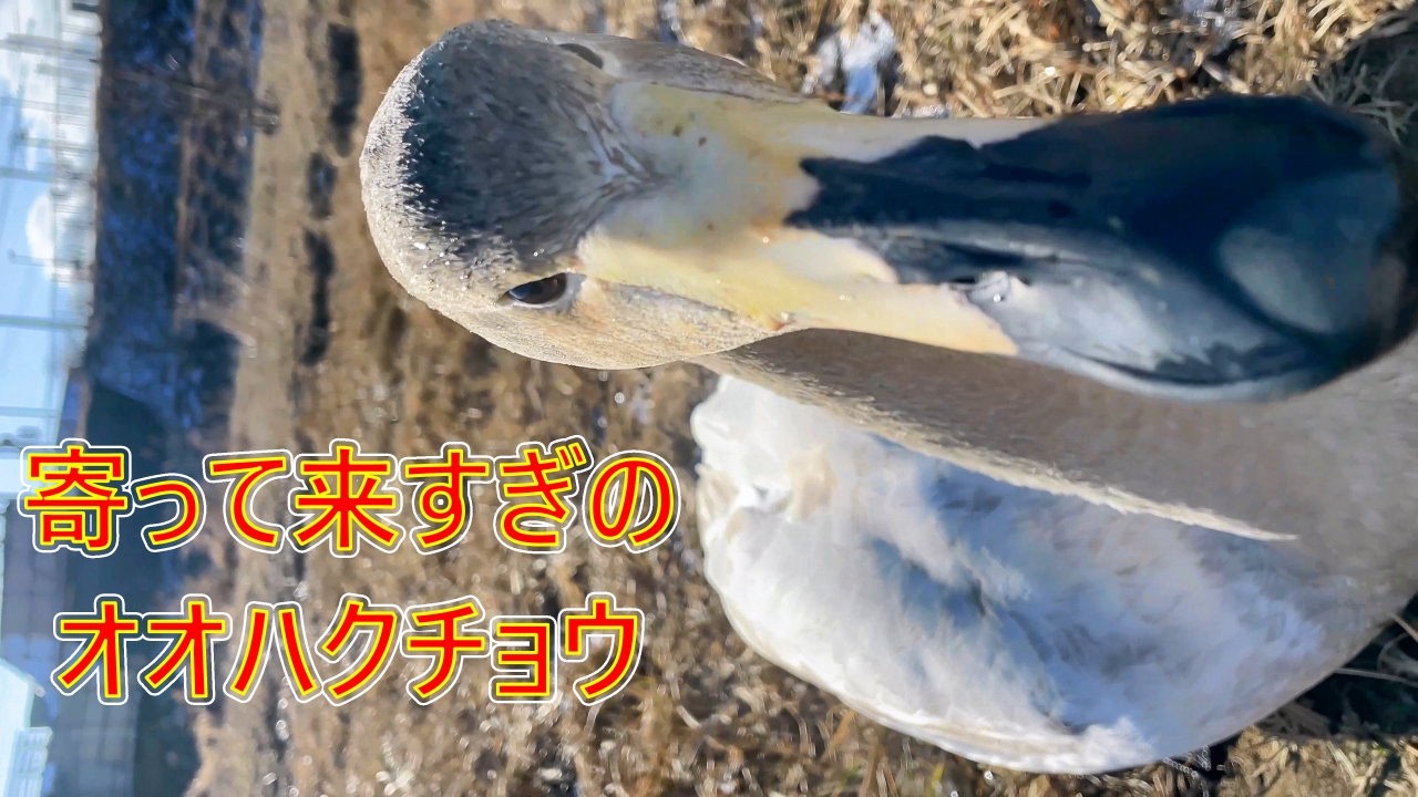 寄って来すぎのオオハクチョウに怒られた