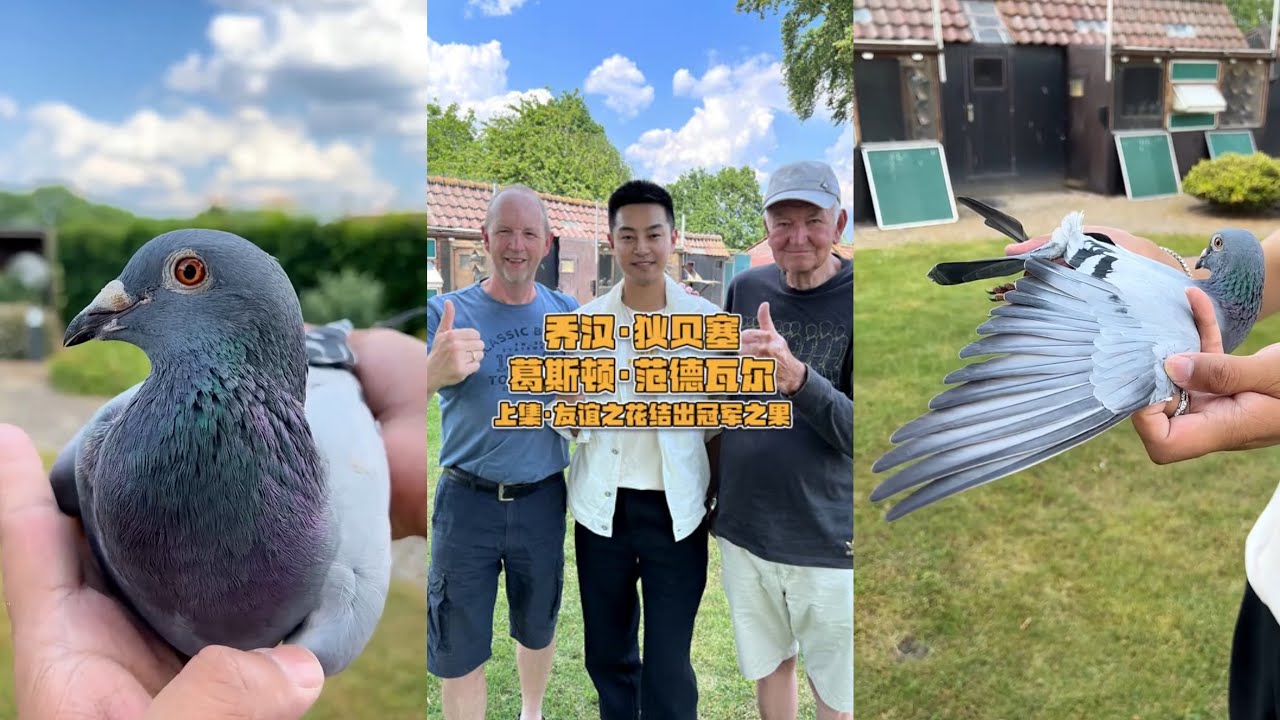 【葛斯顿·范德瓦尔/乔汉·狄贝塞专访/陈凌霄】 贈送一對鴿蛋成就了冠軍鴿友#chinasaige #pigeonloft
