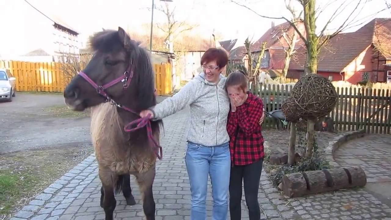Überraschung !!! Mein erstes eigenes Pferd. Islandpferd Tyra zieht ein.