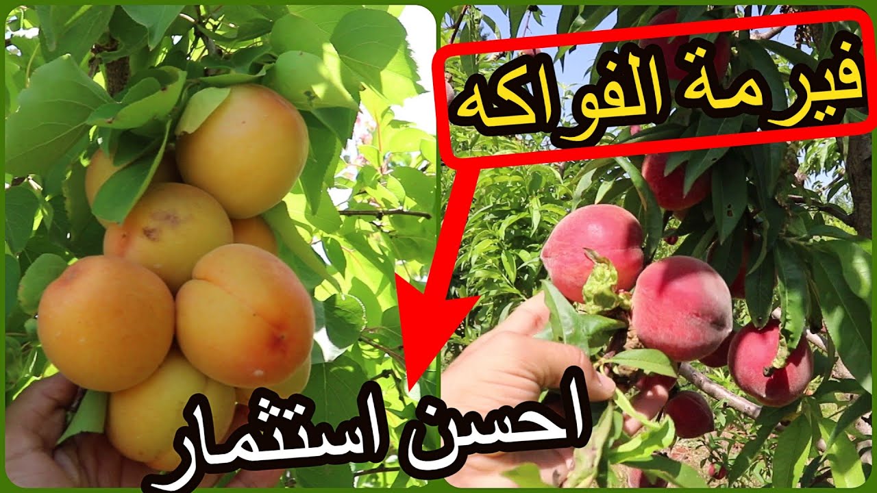✨اجمل فيرمة فواكه رايتها منظمة بطريقة رائعة ومنتجة لاجود انواع الفواكه ✨ مكناس