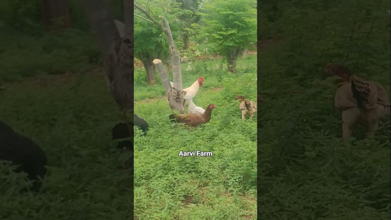 Free Range Country Chicken Farming | Pasture Raised Hen Eggs | Moringa Integrated Poultry Farm