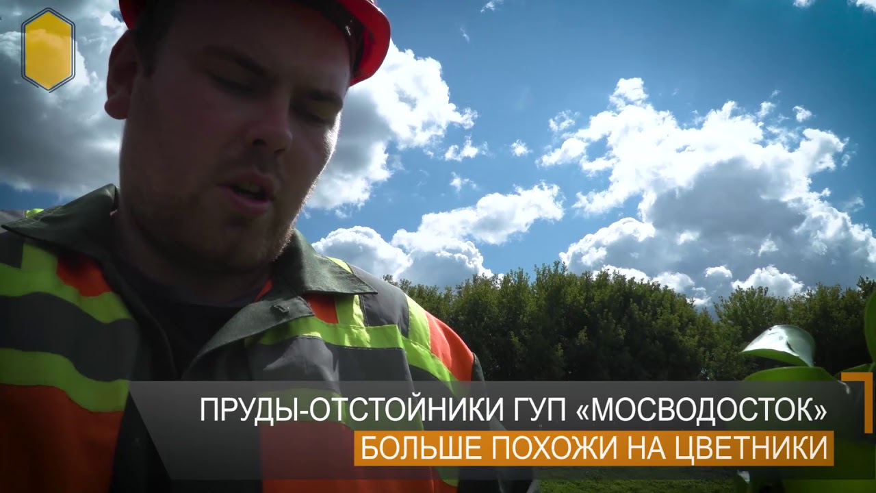 Доочистка поверхностных сточных вод с помощью водного гиацинта эйхорнии