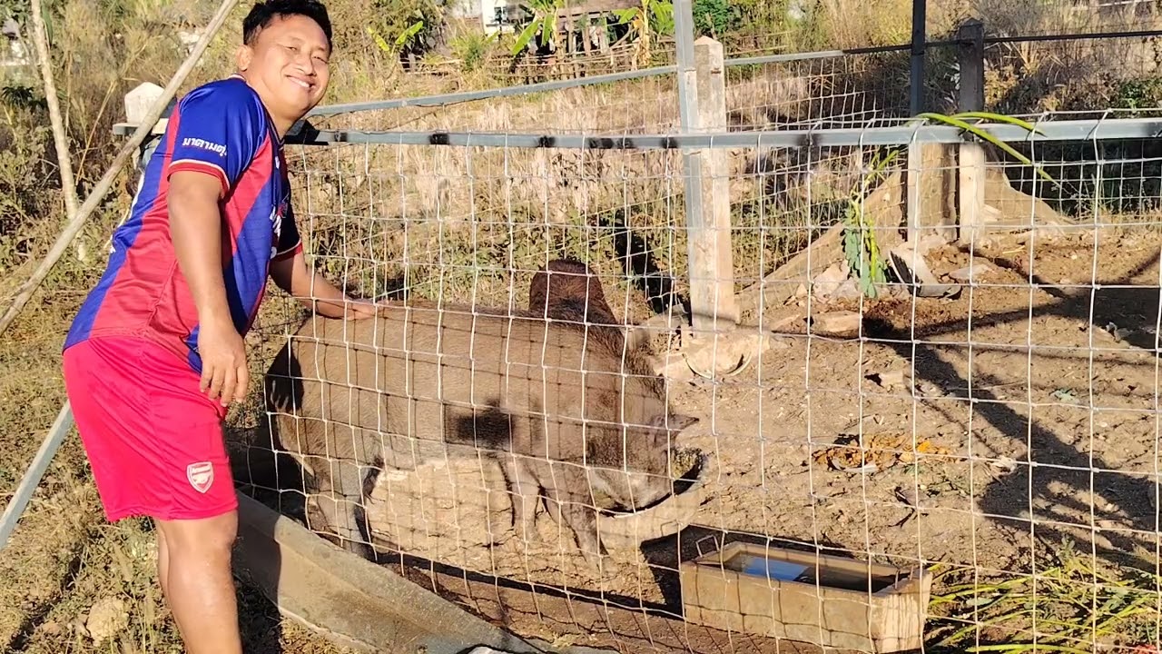 พ่อพันธุ์​หมูป่า​แข็งแรง​ หมูป่า​ตัวผู้​กัดกันแย่งกินอาหาร​    รั้วเหล็กยังเอาไม่อยู่​หมูป่า​ตัวผู้​