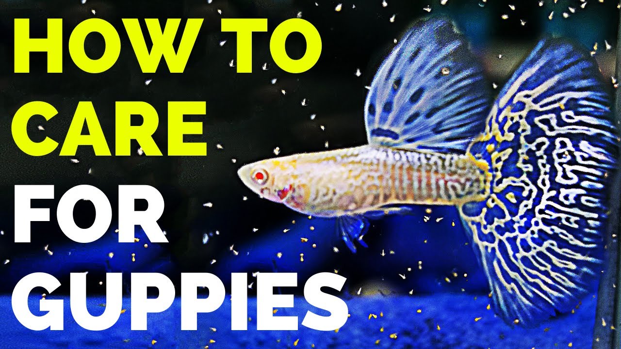 Guppy Fish Care &ndash; How to Care for Guppies