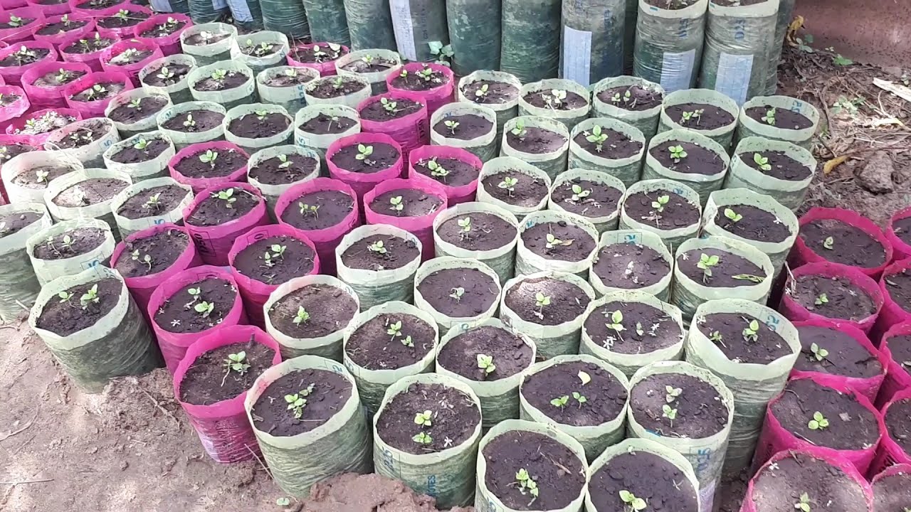 Seedlings Farming in Africa The Gambia | Youths in Business the Gambia | Entrepreneurship 11