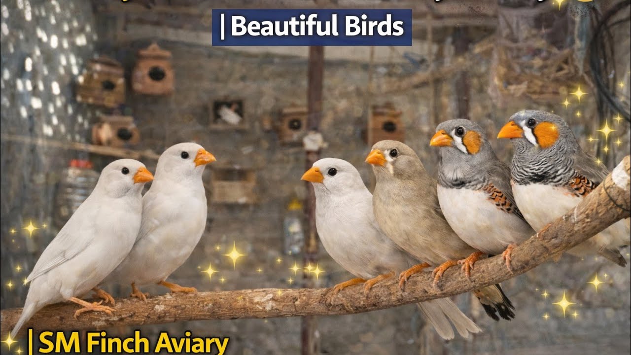 Healthy Zebra Finches in My Aviary 🐦 | Beautiful Birds | SM Finch Aviary