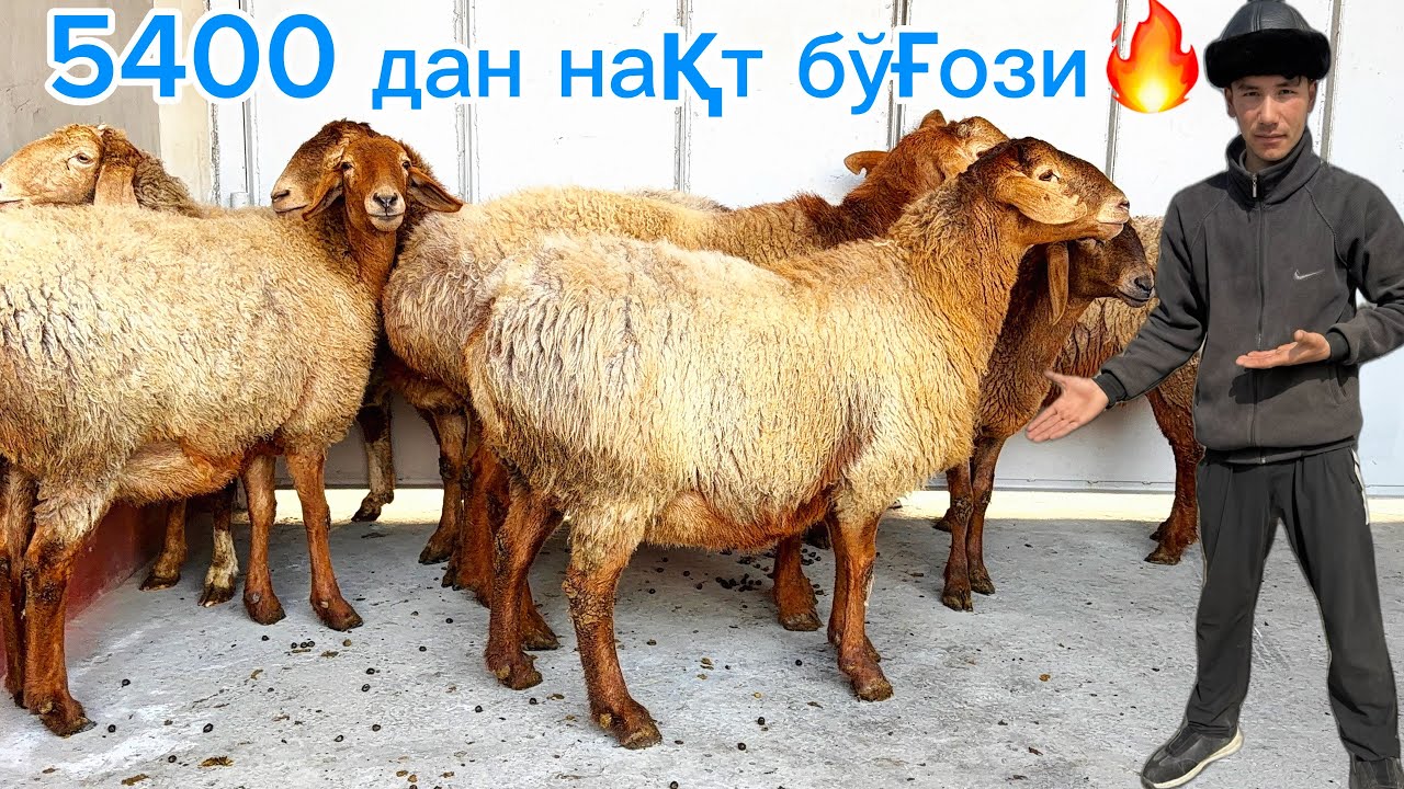 🇰🇬Қмрғизистон йош бўғоз қўйлари🔥 Қалпоқли боладан