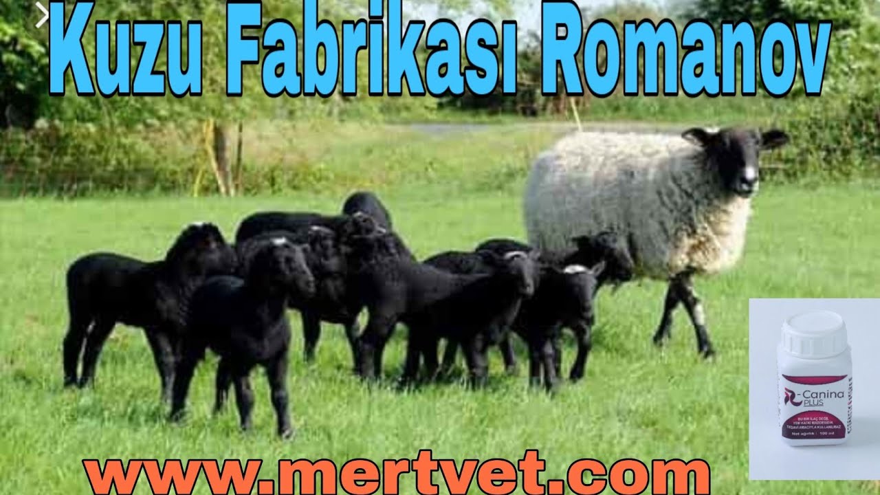 Romanov Kuzu Makinası