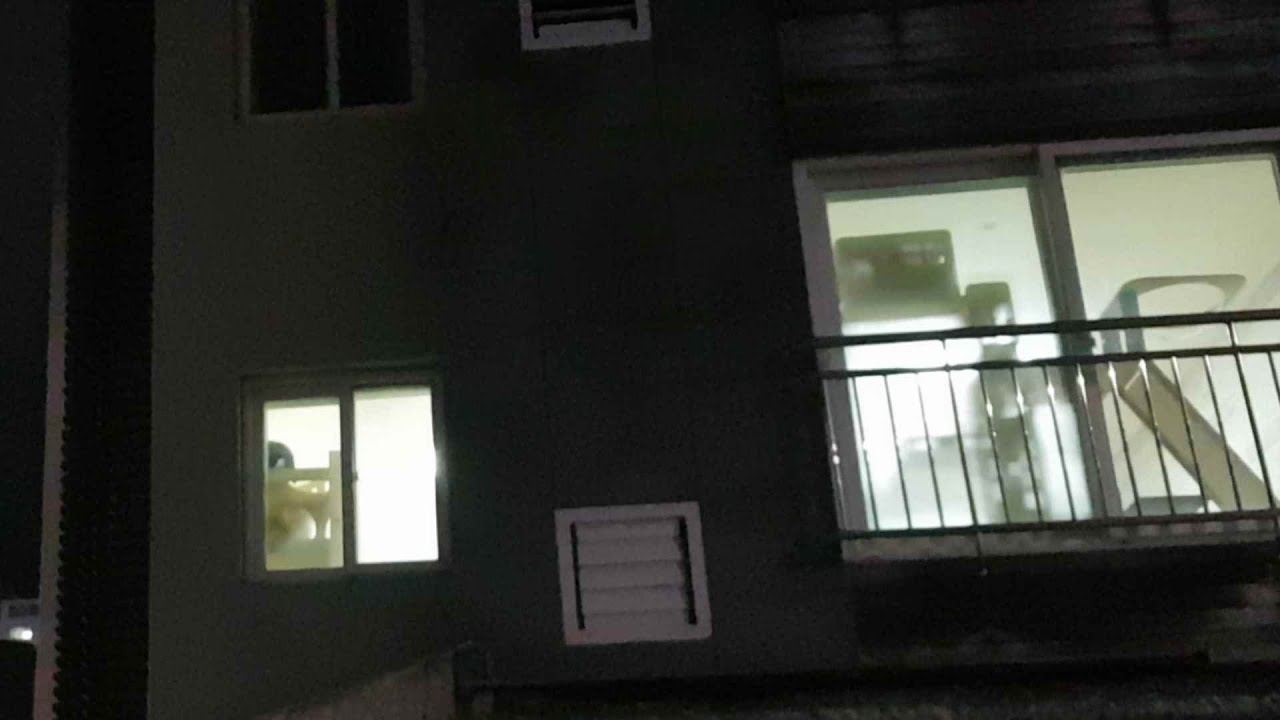 [구조묘들] 쉼터 고양이들 관찰카메라