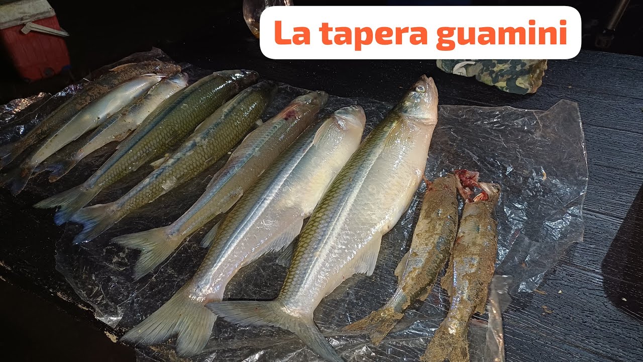 LOS PEJE DE ORILLA EN GUAMINI:PESQUERO LA TAPERA.