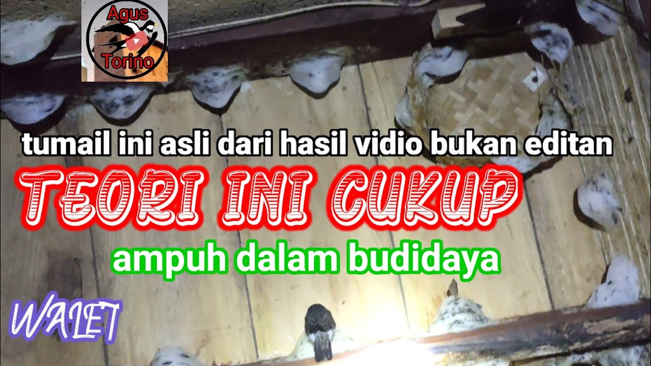TEORI CARA RAWAT GEDUNG WALET SUKSES 4th 5 bulan 4 kilo
