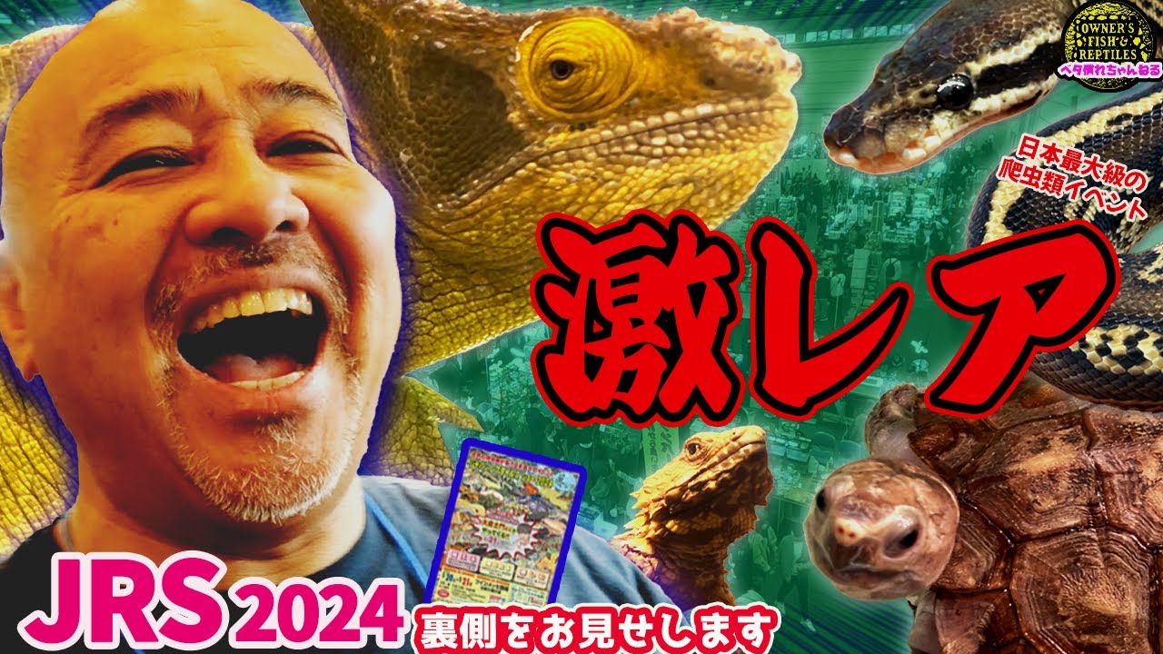 【イベントの裏側】今年初めての爬虫類イベント参加【冬レプ2024】