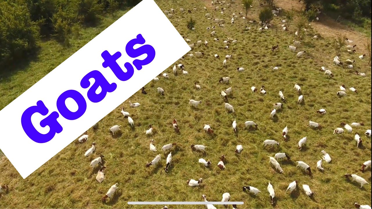 Intensive Rotational Grazing with Goats and Sheep