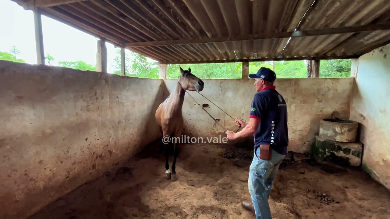 COMO COLOCAR CABRESTO EM CAVALO XUCRO