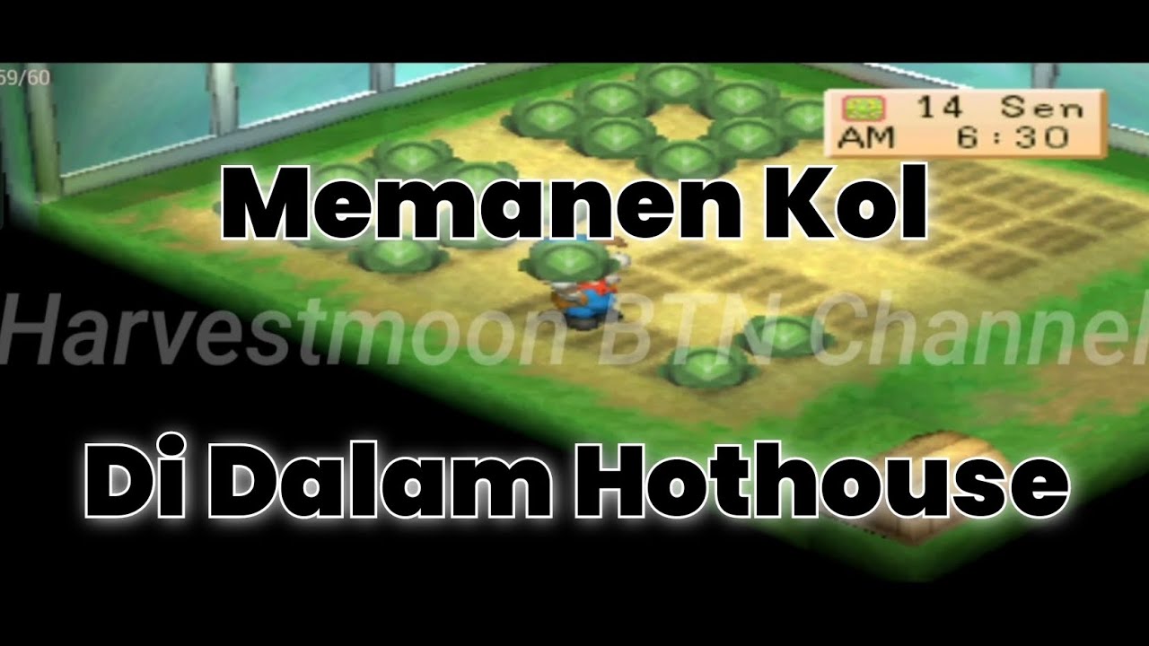 Pertama Kali Panen Sayur Kol - Harvestmoon Back To Nature.