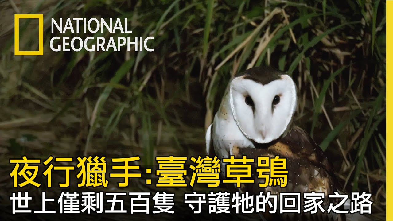 【夜行獵手：臺灣草鴞】守護僅剩不到五百隻臺灣草鴞-全片線上看
