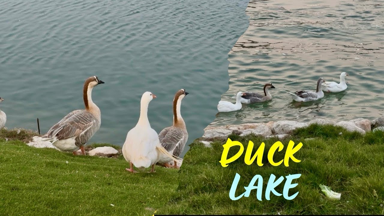 Duck Lake Al Khobar || Peaceful & Nature Views 🦢💧|| Fusion Hours
