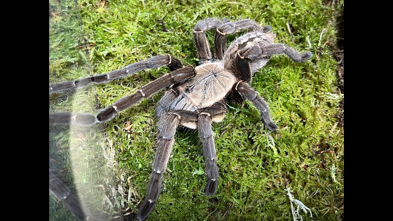 Ornithoctoninae sp  "Nhen Dep"   Rehoused